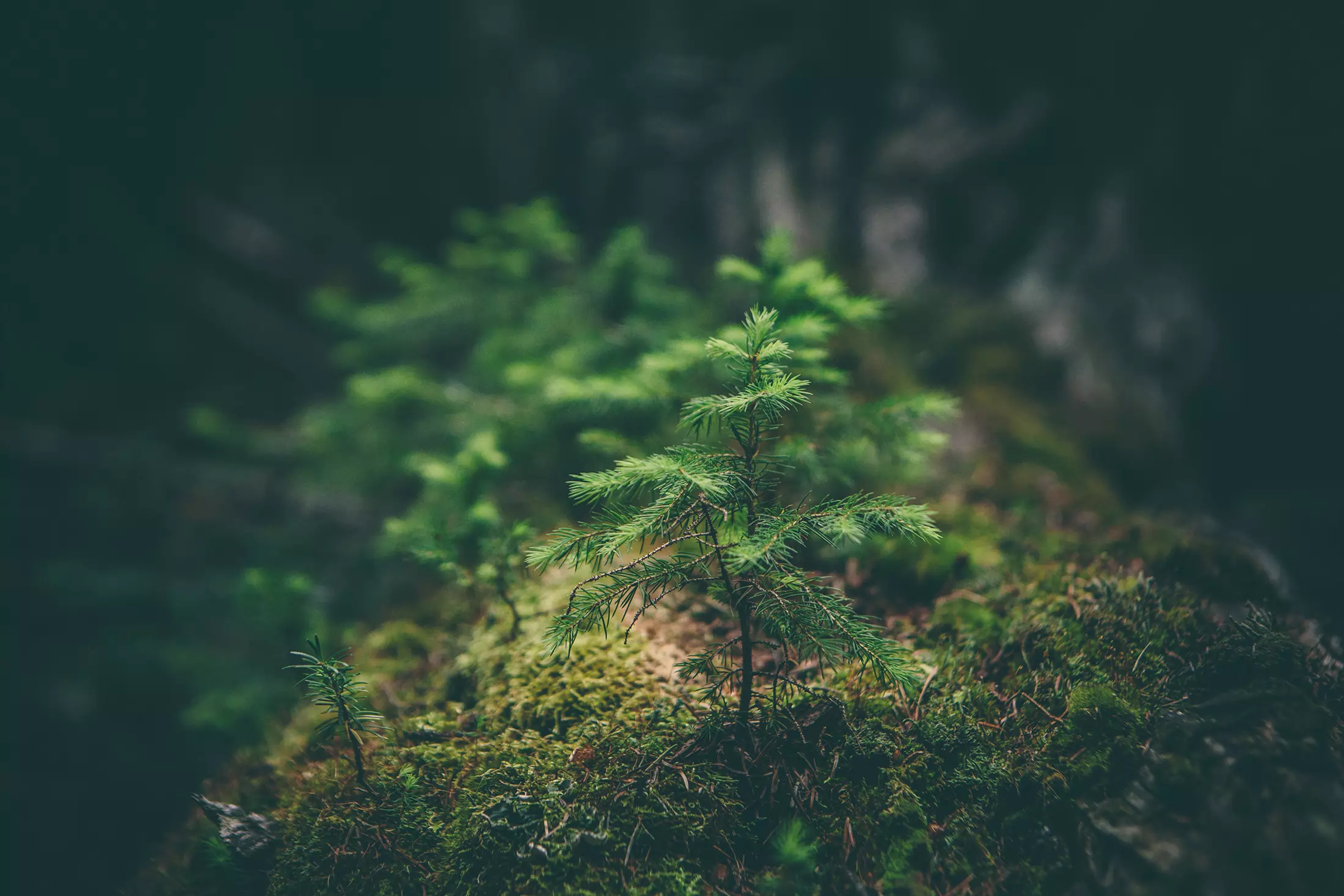 Young tree sapling growing in a forest